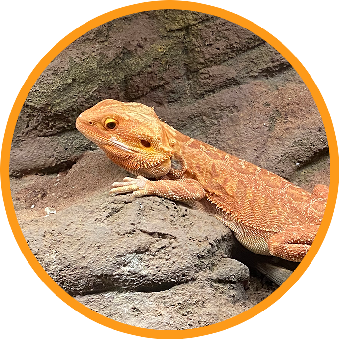 Explore exhibits on reptiles at the Science & Discovery Center of Northwest Florida in Panama City